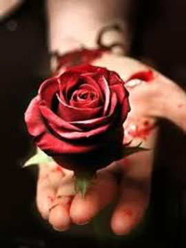 bleeding-rose-1